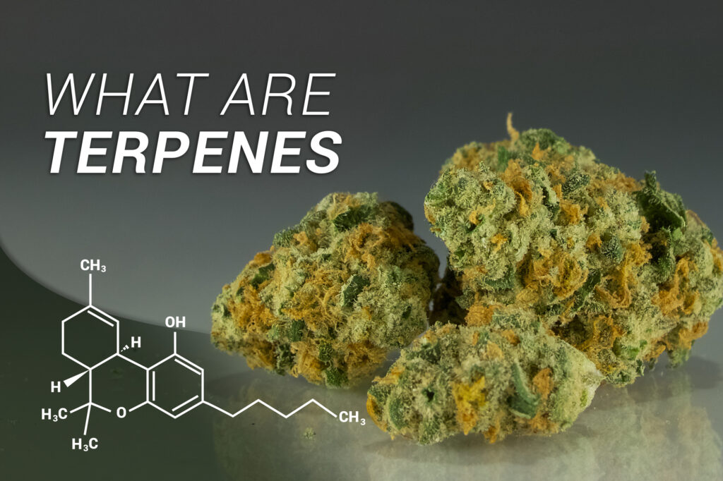 What are terpenes
